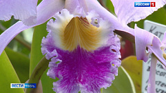 В Ботаническом саду ТвГУ расцвела «королева орхидей»