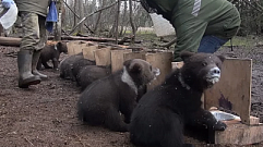 Для медвежат-сирот в Тверской области организовали «столовую»