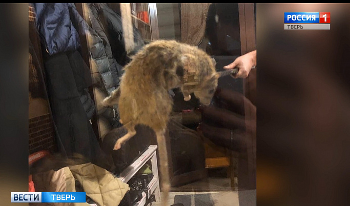  Жители Тверской области поймали в доме гигантскую крысу