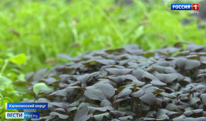 Тверской предприниматель превратила выращивание микрозелени в доходный бизнес