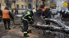 Упавшее дерево оборвало кабель на улице Фадеева в Твери 