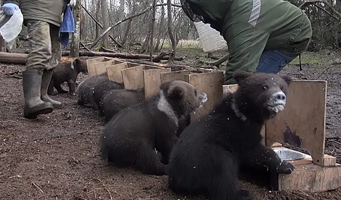 Для медвежат-сирот в Тверской области организовали «столовую»