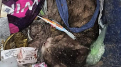 В Тверской области кота завязали в пакете и выбросили в мусоропровод 