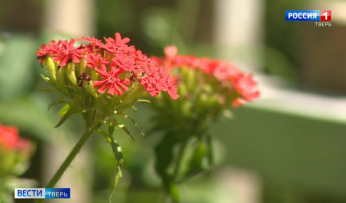 Ботанический сад Твери приглашает посмотреть на цветение лихниса                                                     