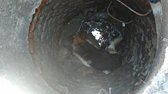 В Ржеве спасли собаку из колодца