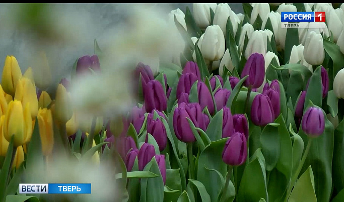 Этой весной в Твери зацветут более 230 тысяч тюльпанов, бегоний и петуний