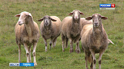  В нескольких районах Тверской области выявлены очаги оспы коз и овец                                                      