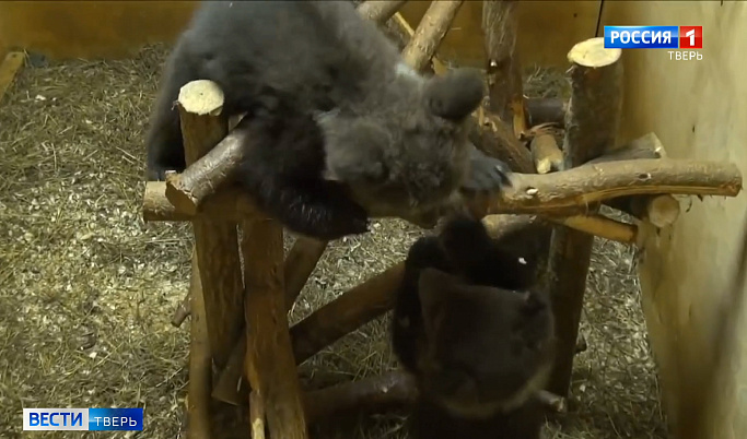 В Торопецком центре спасения медвежат-сирот появилась новая подопечная по кличке Нелюшка  