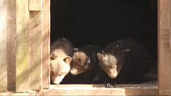 В Центре спасения медвежат-сирот под Торопцем состоялся медвежий переезд