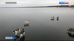 На лёд озера Сиг вышли погулять шесть кошек в Тверской области