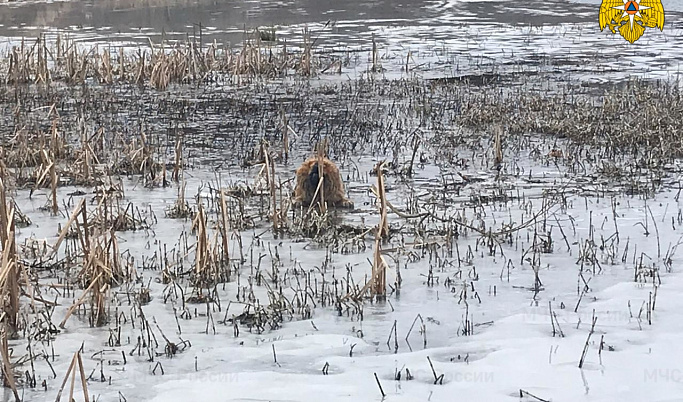 Провалившуюся под лёд собаку спасли в Тверской области