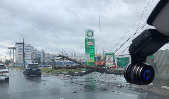 На Московском шоссе в Твери на проводах повисло дерево