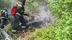 Пожарные локализовали возгорание лесной подстилки в Осташковском округе