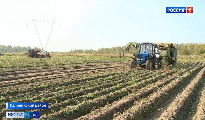 В Тверской области прогнозируют низкий урожай картофеля