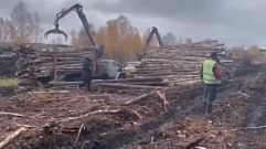 В Тверской области торговали лесом по поддельным документам