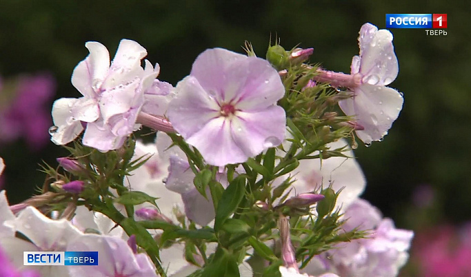 В Ботаническом саду Тверского госуниверситата цветут флоксы
