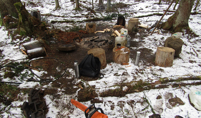 «Чёрный лесоруб» нарубил деревьев в Тверской области на 4 млн рублей