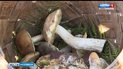 Вторая волна созревания грибов наступила в Тверской области