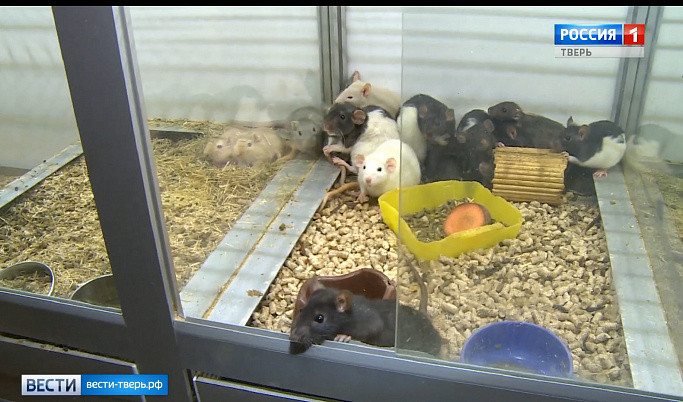 В преддверии Нового года в зоомагазинах Твери вырос спрос на крыс                   