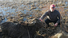 Появились подробности спасения лося, тонувшего в реке Орудовка Тверской области