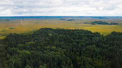 В районах Тверской области введут ограничение по пребыванию в лесах