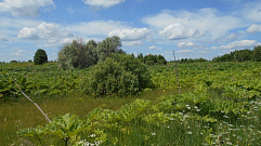 В Тверской области более 400 га сельскохозяйственных земель заросли сорняком