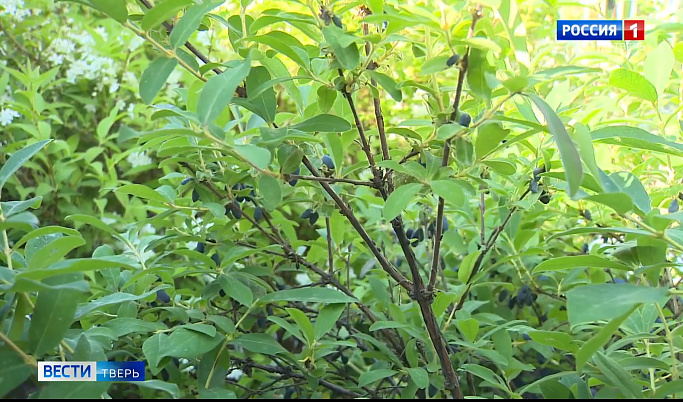 Жимолость становится популярной ягодой у садоводов Тверской области
