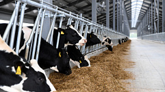Производителям молока в Тверской области компенсируют часть затрат на производство