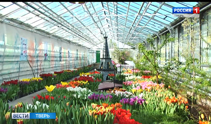 В Твери откроется выставка тюльпанов