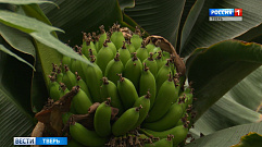 В Ботаническом саду ТвГУ созрела первая 15-килограммовая гроздь бананов