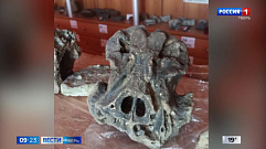 Тверские студенты нашли останки животных эпохи плейстоцена 