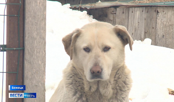 Почти 400 собак нуждаются в помощи в приюте Тверской области