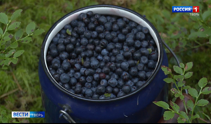Черничный сезон в Тверской области: как правильно собирать, хранить и есть ягоду