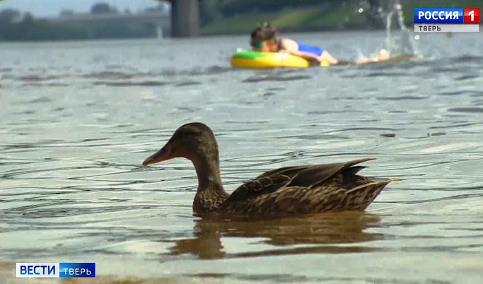 Жителям Твери и области не рекомендуют купаться в водоемах, где плавают утки