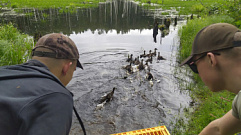 В Тверской области в естественную среду обитания выпустили 600 утят кряквы