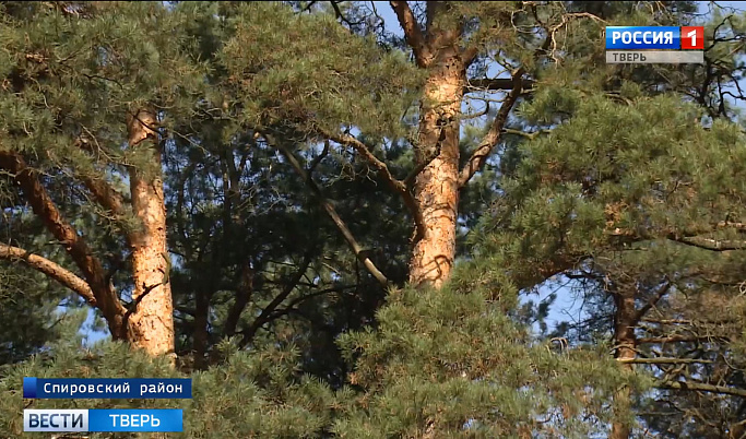 Более 100 млн рублей направят на сохранение лесного богатства Тверской области