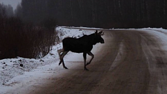 Солист группы «Звери» сфотографировал лося на дороге и побывал в селе Тверской области