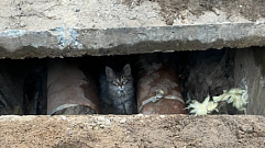 В Твери кошка с котятами залезли в разрытую теплотрассу 