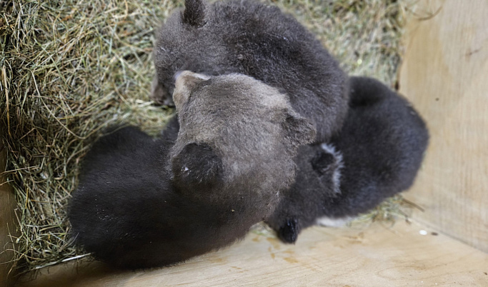 В Центре спасения медвежат-сирот под Тверью появились первые в этом году подопечные