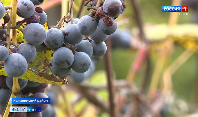 Тверской дачник рассказал об урожае винограда в этом году