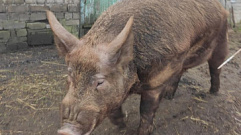 В Тверской области нашли свинину с ДНК вируса африканской чумы
