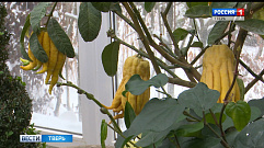 Плоды многолетнего цитрона могут увидеть жители Твери в Ботаническом саду