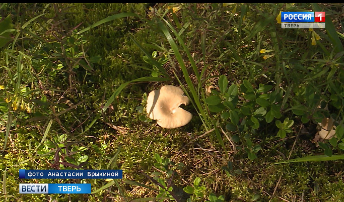 В Тверской области открылся сезон грибов