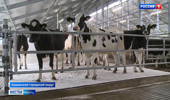 В Кашинском городском округе в 2023 году откроют новый молочно-технологический комплекс 