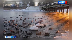 Лебеди в очередной раз порадовали жителей Тверской области