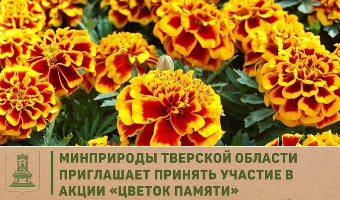 Минприроды Тверской области проводит акцию «Цветок Памяти»