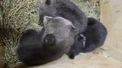 В Центре спасения медвежат-сирот под Тверью появились первые в этом году подопечные