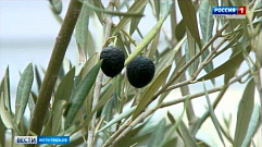 В Тверском ботаническом саду впервые за 139 лет собрали урожай оливок