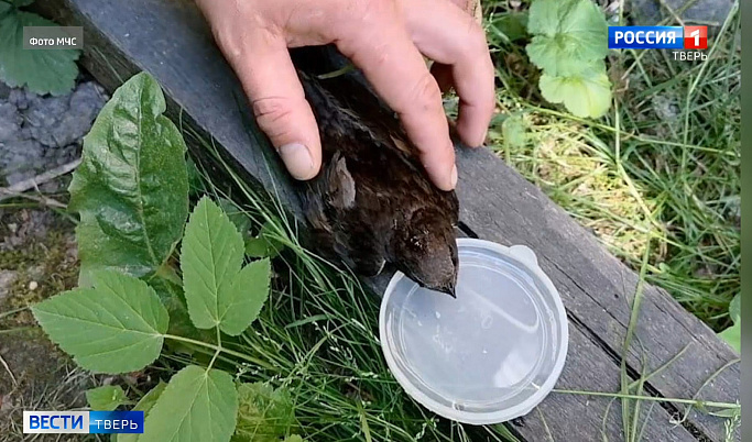 В Тверской области сотрудники МЧС спасли маленькую птицу