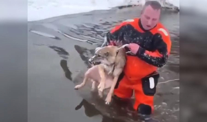 Спасатели Тверской области вытащили из воды провалившегося под лед пса